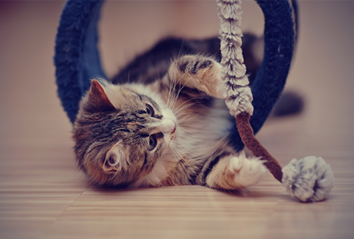 kitten playing on floor Bài học kinh doanh: Hãy kiên nhẫn như loài mèo