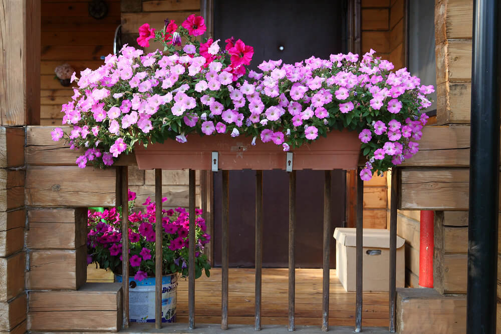 nhung khung cua so dep hut hon voi sac hoa ruc ro 0d0d512faf Thiết kế những khung cửa sổ đẹp hút hồn nhờ sắc hoa rực rỡ